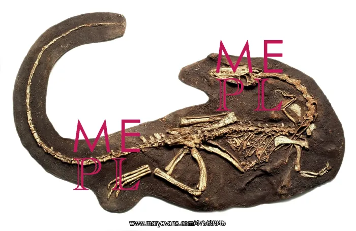 : Coelophysis fossil : Coelophysis fossil