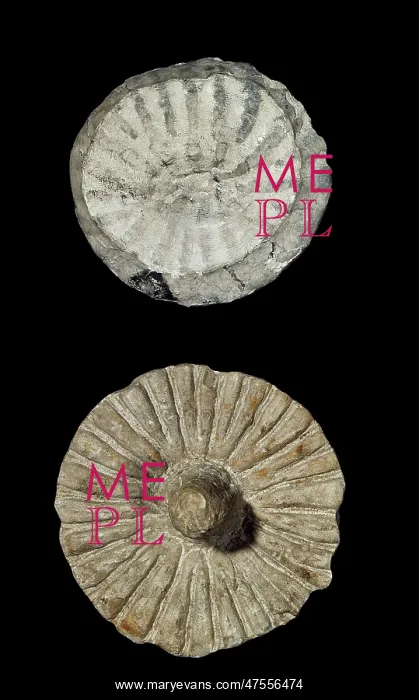 : Coeloptychium agaricoides, fossil sponge : Coeloptychium agaricoides, fossil sponge