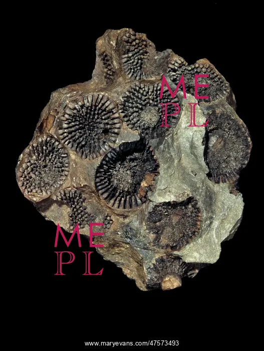 : Coelosphaeridium, calcareous alga : Coelosphaeridium, calcareous alga