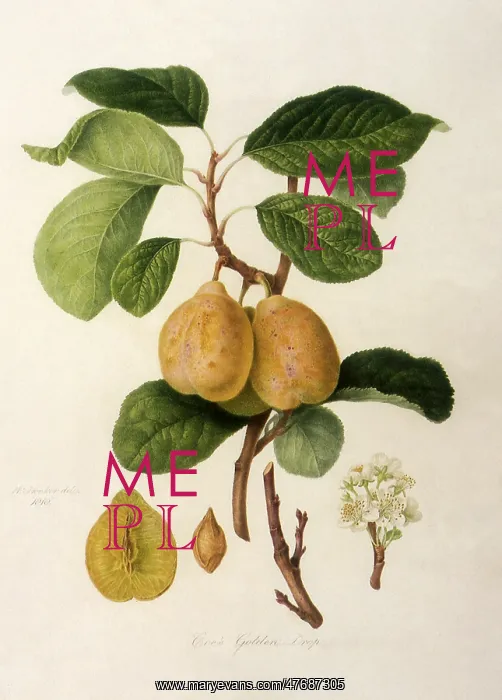 : Coe's Golden Drop Plums : Coe's Golden Drop Plums