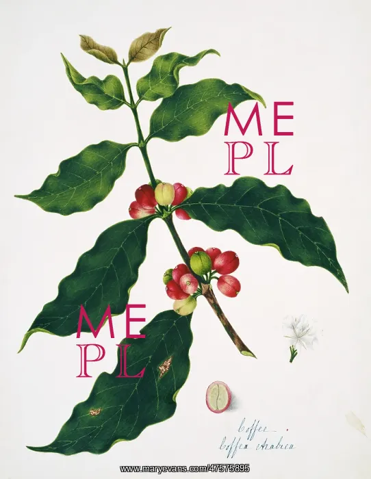 : Coffea arabica, coffee : Coffea arabica, coffee