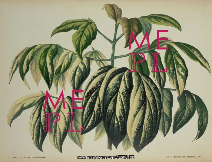 : Coffea arabica, coffee : Coffea arabica, coffee