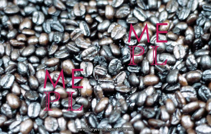 : Coffea arabica, coffee : Coffea arabica, coffee