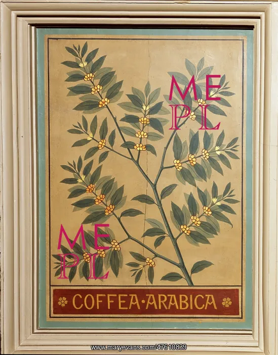 : Coffea arabica, coffee : Coffea arabica, coffee