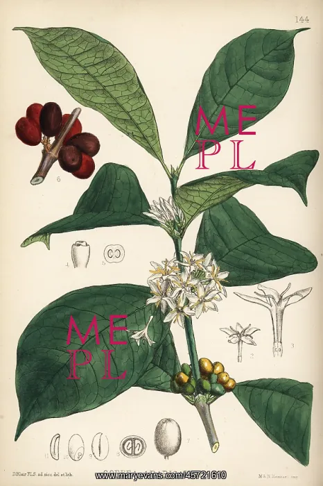 : Coffee, Coffea arabica : Coffee, Coffea arabica