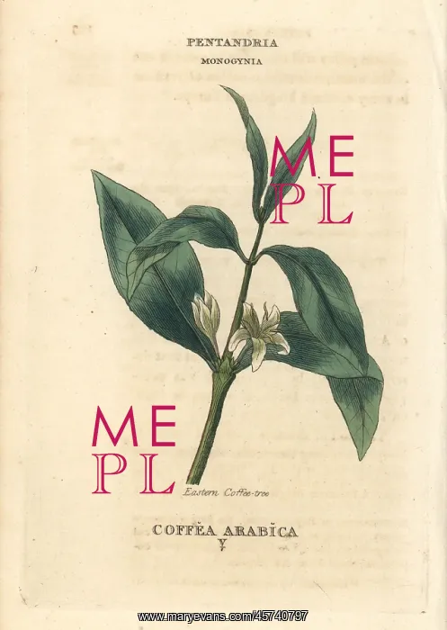 : Coffee, Coffea arabica : Coffee, Coffea arabica