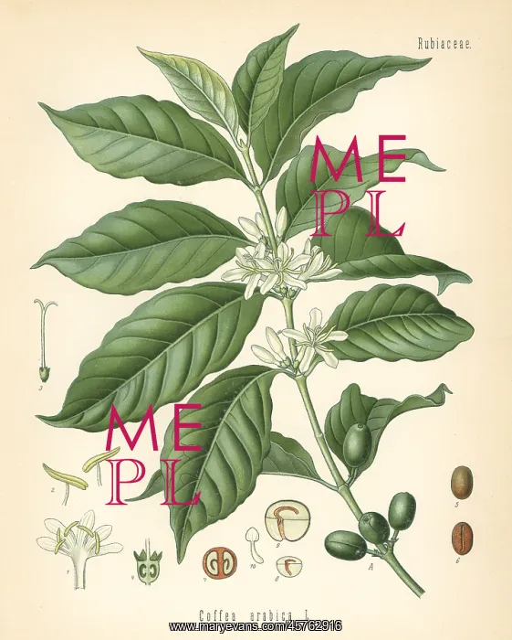 : Coffee, Coffea arabica : Coffee, Coffea arabica