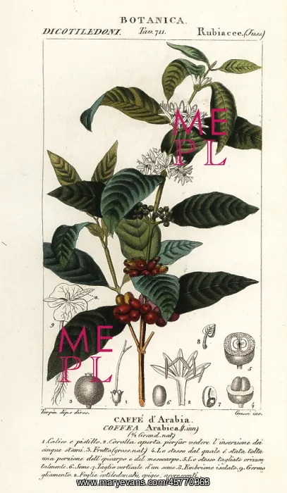 : Coffee, Coffea arabica : Coffee, Coffea arabica