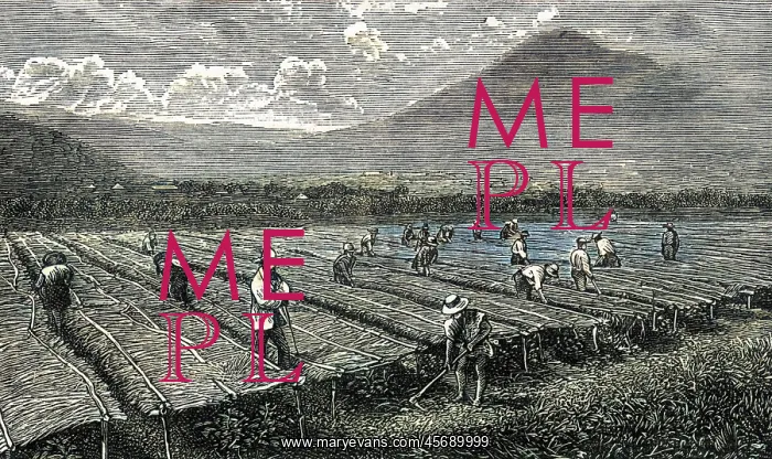 : COFFEE / GUATEMALA / 1877 : COFFEE / GUATEMALA / 1877
