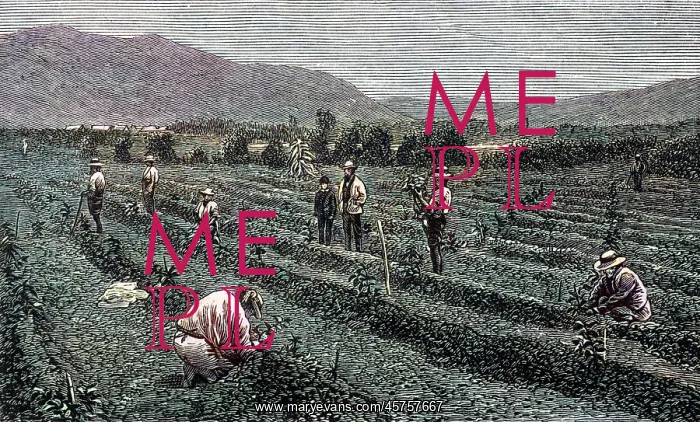 : COFFEE / GUATEMALA / 1877 : COFFEE / GUATEMALA / 1877
