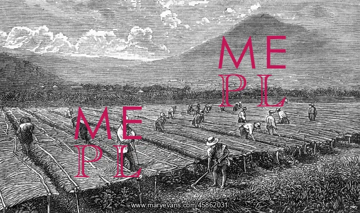 : COFFEE / GUATEMALA / 1877 : COFFEE / GUATEMALA / 1877