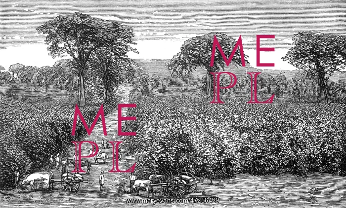  : COFFEE / GUATEMALA / 1877