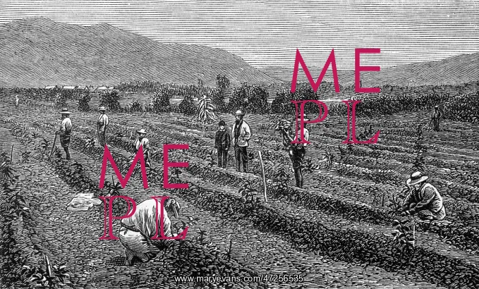 : COFFEE / GUATEMALA / 1877 : COFFEE / GUATEMALA / 1877