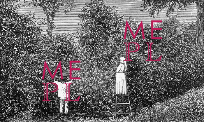 : COFFEE / GUATEMALA / 1877 : COFFEE / GUATEMALA / 1877
