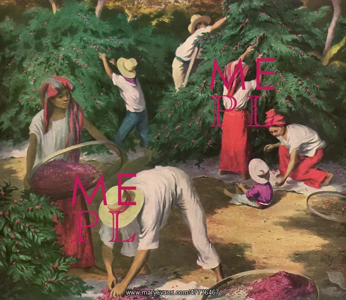  : Coffee Harvest