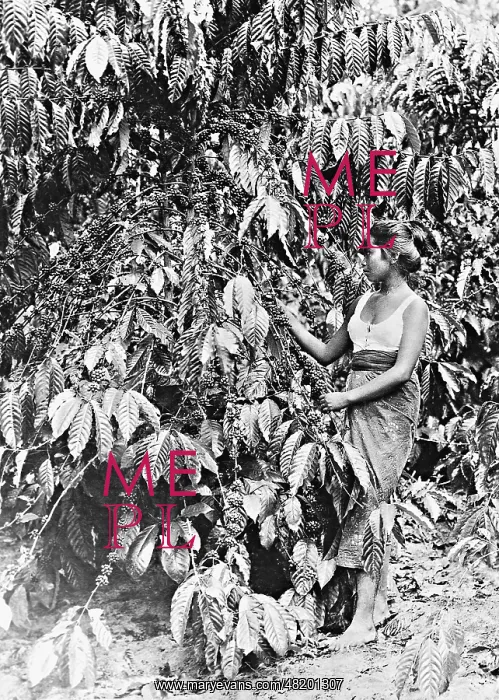 : Coffee harvest in Brazil, 1942 : Coffee harvest in Brazil, 1942