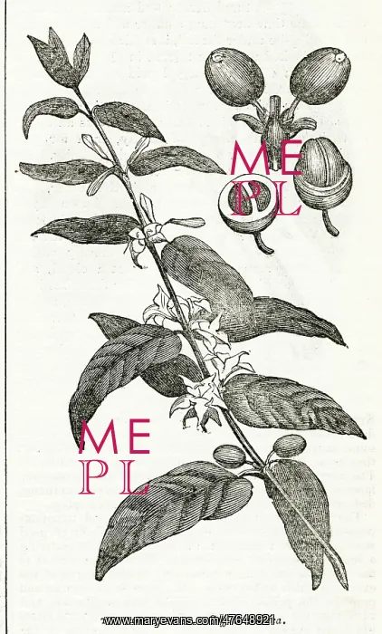 : Coffee plant : Coffee plant