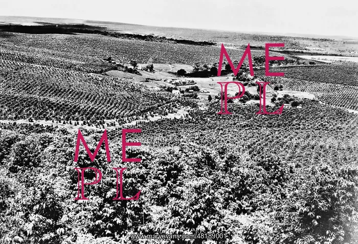 : Coffee plantation in Brazil, 1928 : Coffee plantation in Brazil, 1928
