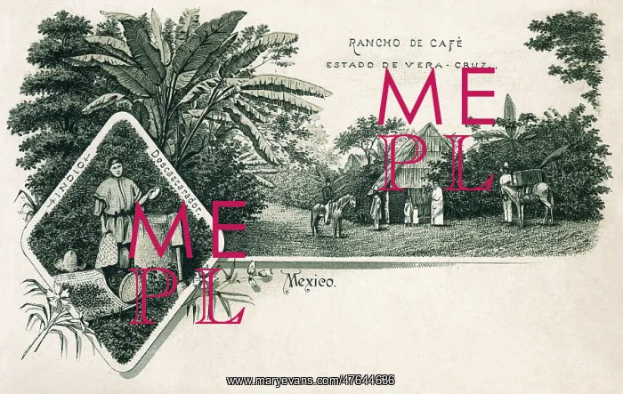 : Coffee ranch in the state of Veracruz, Mexico : Coffee ranch in the state of Veracruz, Mexico