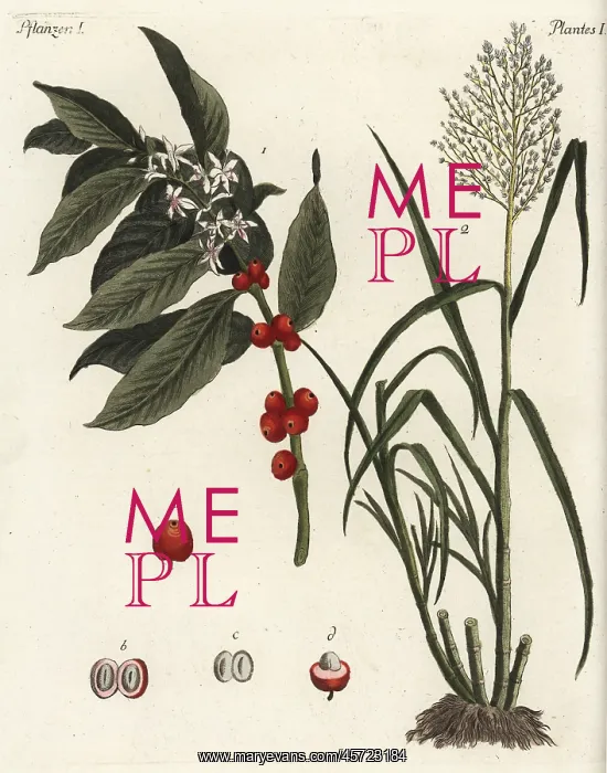 : Coffee and sugar cane plants : Coffee and sugar cane plants