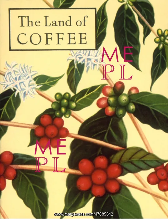: Coffee Tree : Coffee Tree