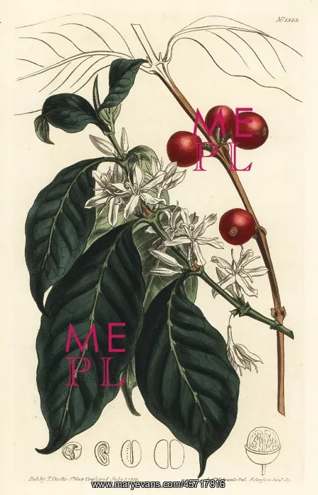 : Coffee tree, Coffea arabica : Coffee tree, Coffea arabica