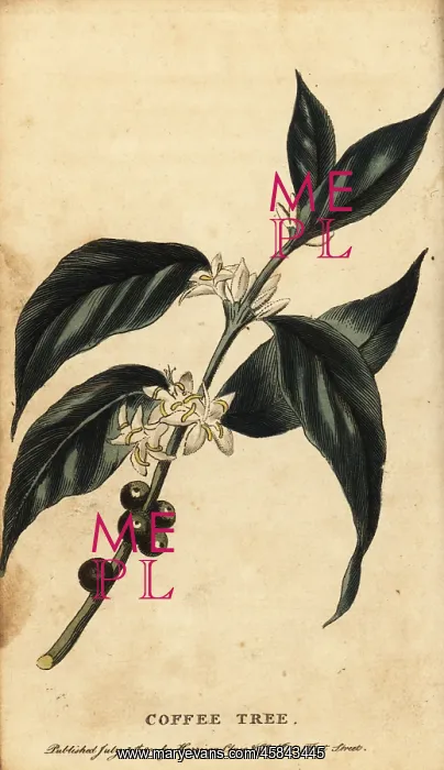 : Coffee tree, Coffea arabica : Coffee tree, Coffea arabica