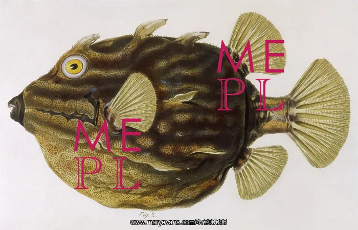 : COFFER FISH 1849 : COFFER FISH 1849