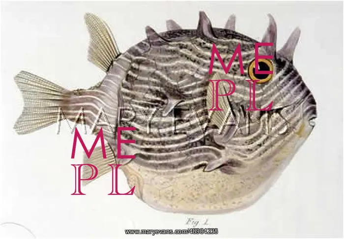 : COFFER FISH / 1849 : COFFER FISH / 1849