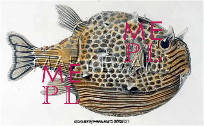 : COFFER FISH / 1849 : COFFER FISH / 1849
