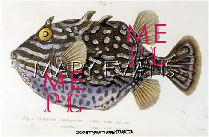 : COFFER FISH / TRANS.ZOO : COFFER FISH / TRANS.ZOO
