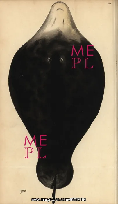 : Coffin ray, Hypnos monopterygius : Coffin ray, Hypnos monopterygius