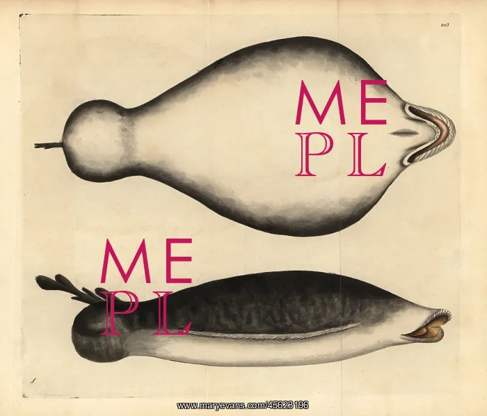 : Coffin ray, Hypnos monopterygius : Coffin ray, Hypnos monopterygius