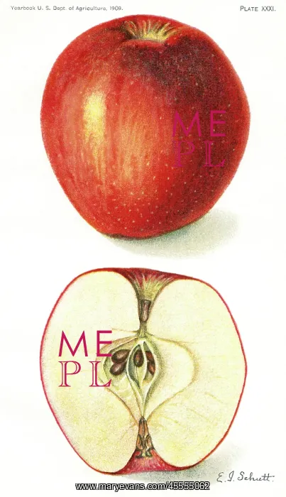 : coffman apple - fruit - food : coffman apple - fruit - food