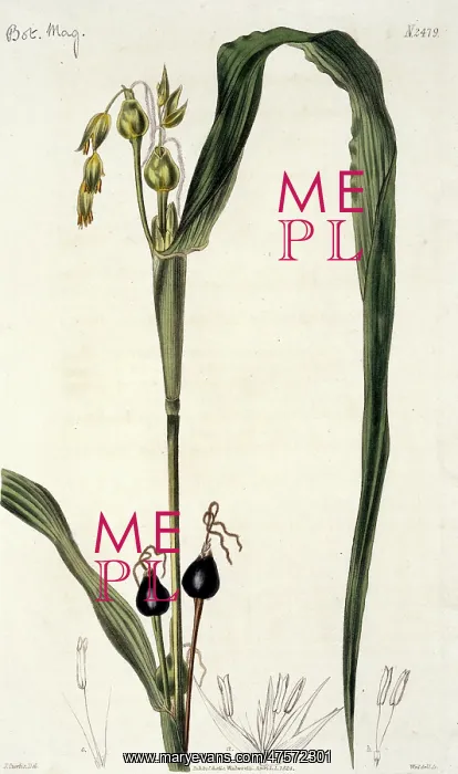 : Coix lachryma, pit pit grass : Coix lachryma, pit pit grass