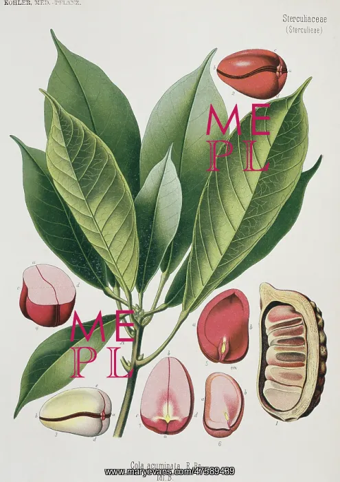 : Cola acuminata, cola nut : Cola acuminata, cola nut