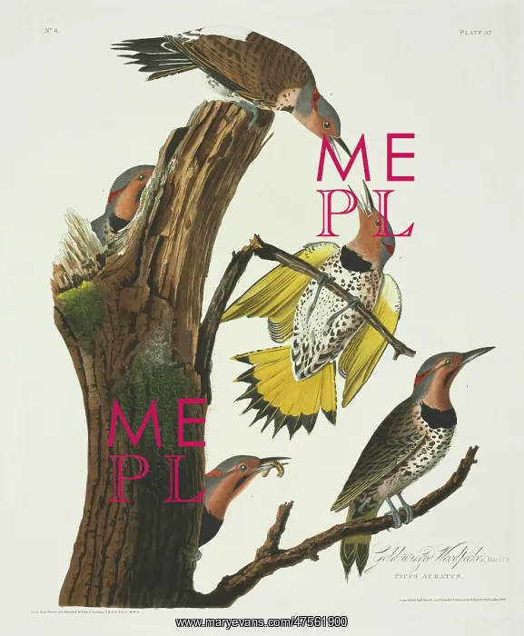 : Colaptes auratus, northern flicker : Colaptes auratus, northern flicker