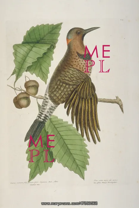 : Colaptes auratus, northern flicker : Colaptes auratus, northern flicker