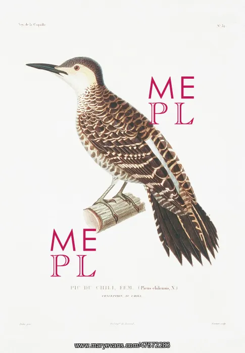 : Colaptes pitius, Chilean flicker : Colaptes pitius, Chilean flicker