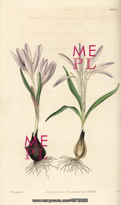  : Colchicum trigynum