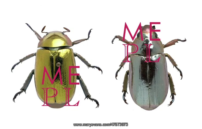 : Coleoptera sp. metallic beetles : Coleoptera sp. metallic beetles