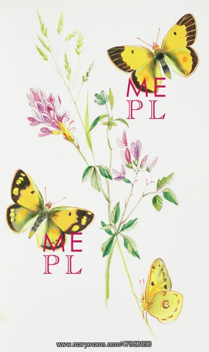 : Colias croceus, clouded yellow : Colias croceus, clouded yellow