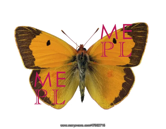 : Colias croceus, clouded yellow : Colias croceus, clouded yellow