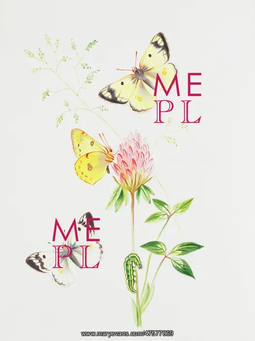 : Colias hyale, pale clouded yellow : Colias hyale, pale clouded yellow