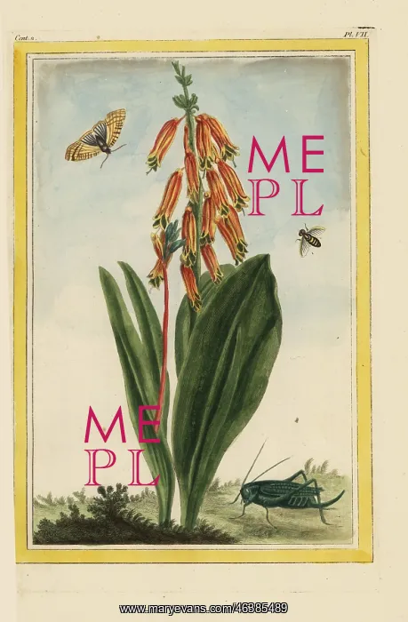 : Colicroot, Aletris species : Colicroot, Aletris species