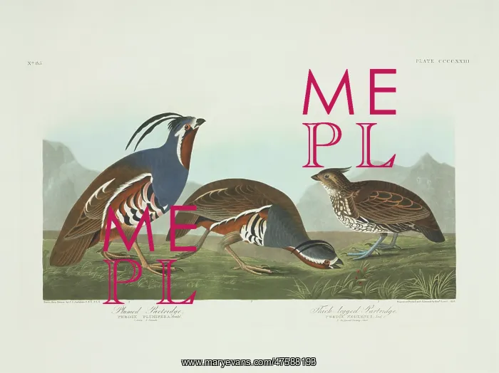 : Colinus cristatus, crested bobwhite, Oreortyx pictus, mounta : Colinus cristatus, crested bobwhite, Oreortyx pictus, mounta