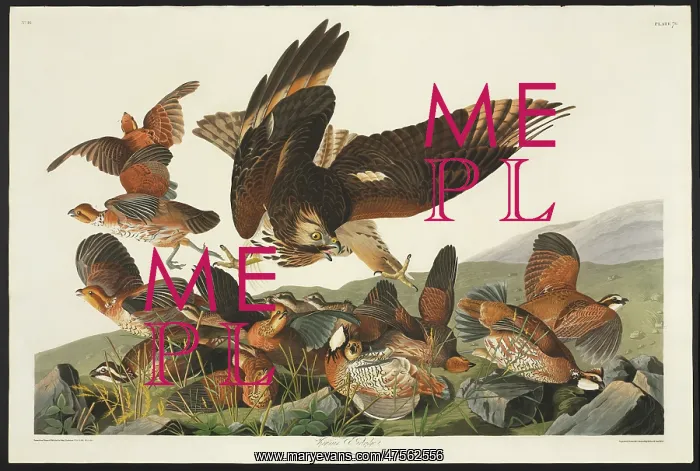 : Colinus viginianus, northern bobwhite, Buteo lineatus, red-s : Colinus viginianus, northern bobwhite, Buteo lineatus, red-s
