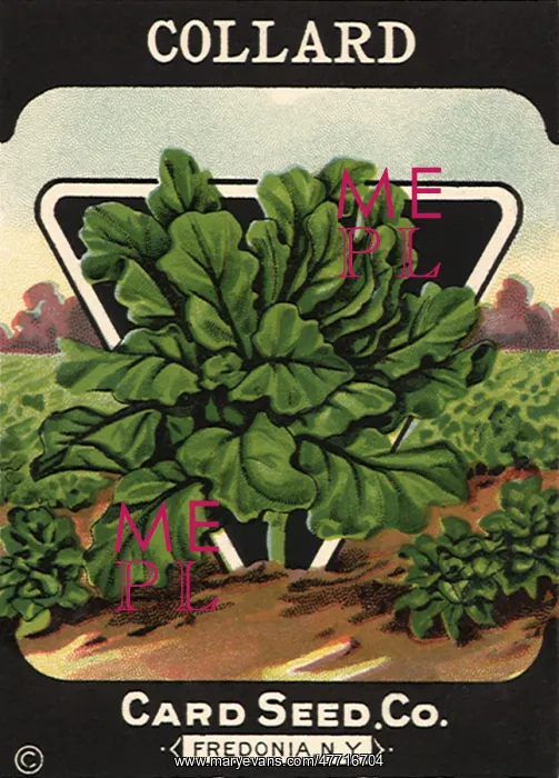  : Collard Seed Packet