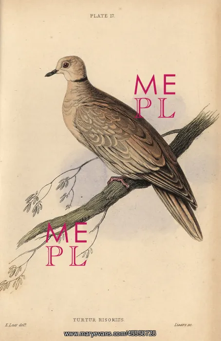: Collared dove, Streptopelia decaocto, native : Collared dove, Streptopelia decaocto, native