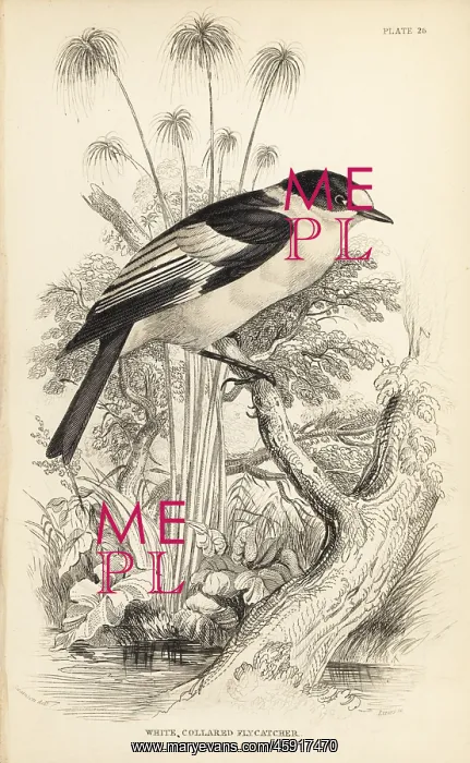 : Collared flycatcher, Ficedula albicollis : Collared flycatcher, Ficedula albicollis